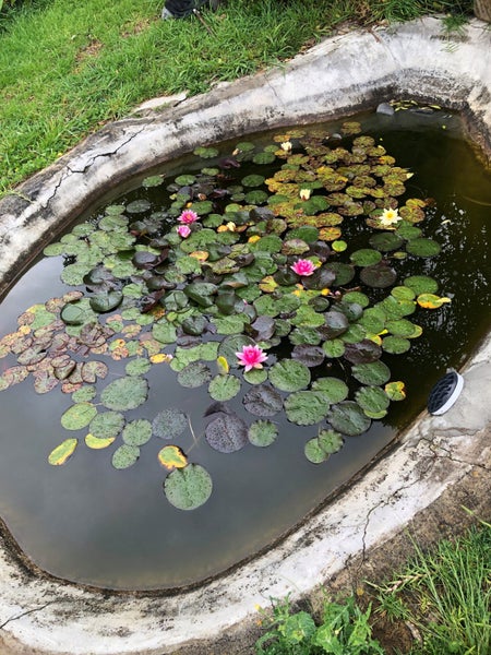 Water Lily - Multiple available Carousel 2