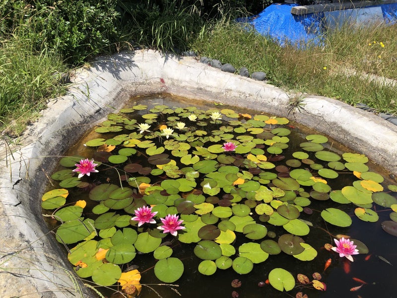Water Lily - Multiple available Carousel 1