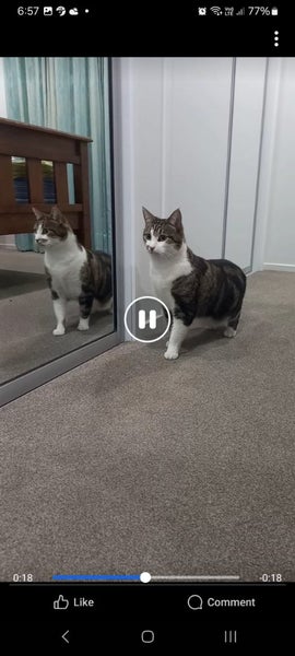 LOST Tabby & White Cat missing since 26th AUG 2024 Carousel 2