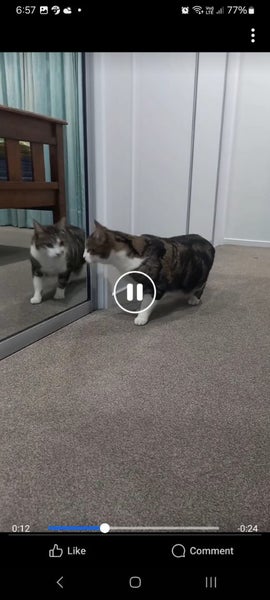 LOST Tabby & White Cat missing since 26th AUG 2024 Carousel 10