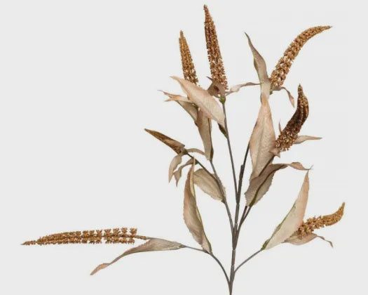 STONELEIGH & ROBERSON COFFEE SALVIA Carousel 1