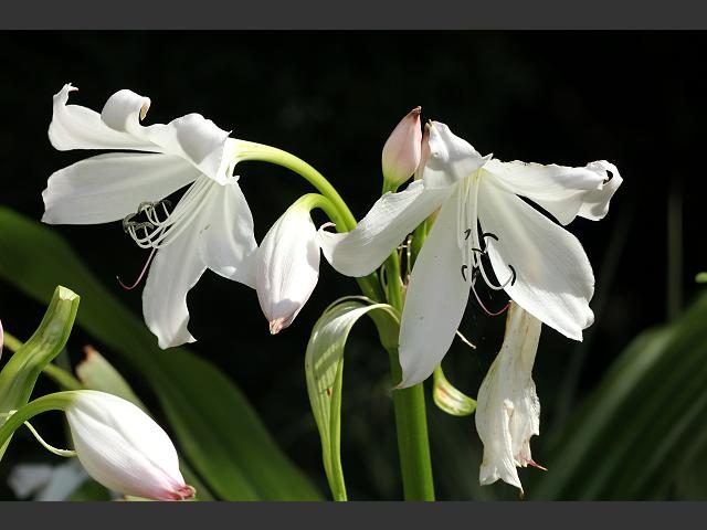 Crinum lily - palest pink - 3 bulbs Carousel 1