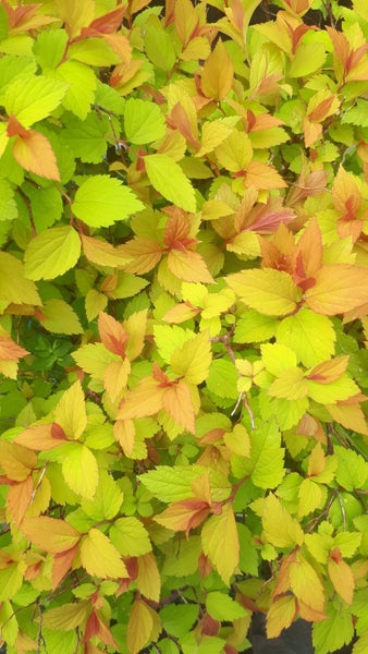 Spiraea Magic Carpet Carousel 1