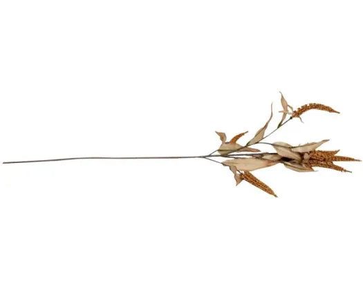 STONELEIGH & ROBERSON COFFEE SALVIA Carousel 2