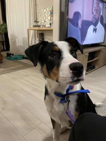 Brooks - Rescue Dog - CDRRNZ Carousel 9