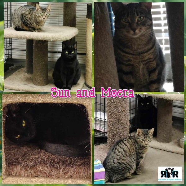 Bonded Pair Sun & Moera - Rachel's KittyCat Rescue Carousel 1