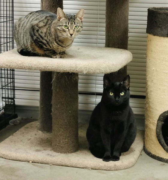 Bonded Pair Sun & Moera - Rachel's KittyCat Rescue Carousel 2
