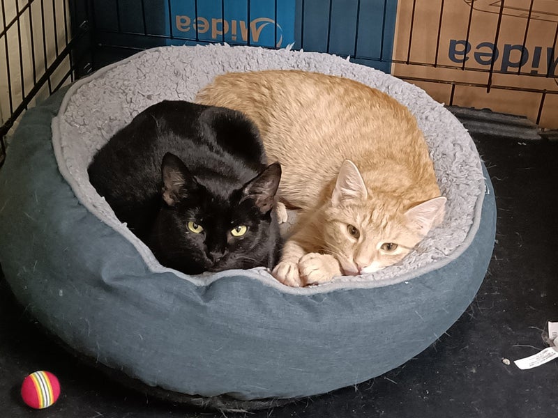 Bonded Pair Sun & Moera - Rachel's KittyCat Rescue Carousel 11