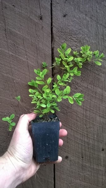 Snowmound Spirea Carousel 1