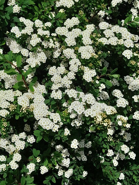 Snowmound Spirea Carousel 2