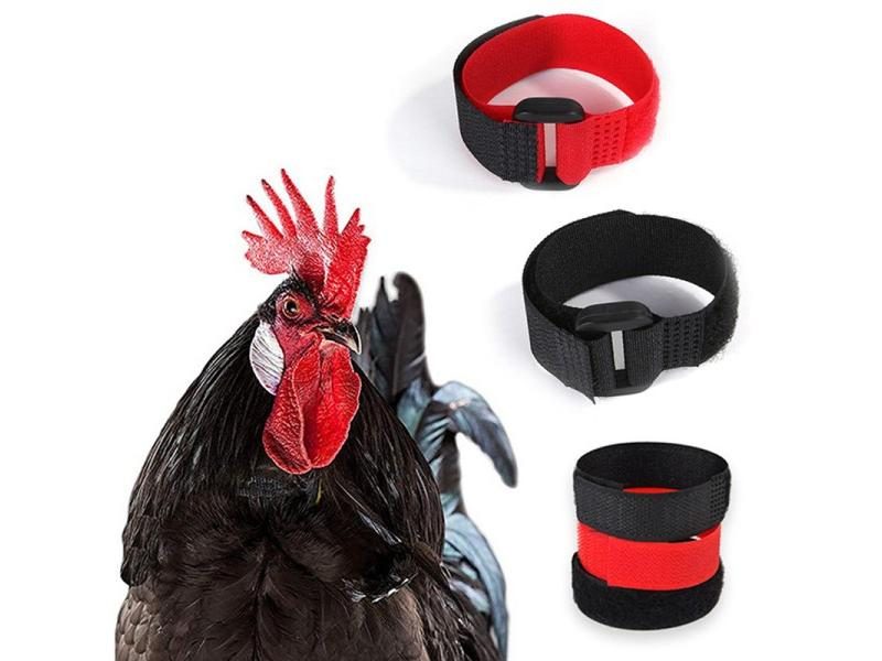 1Pair No Crow Rooster Collar Chicken Collar Noise Free Anti-Hook Neckband Carousel 2
