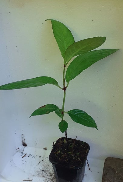 Hydrangea Trophy sensational large double creamy white lacecap flower heads. Carousel 2
