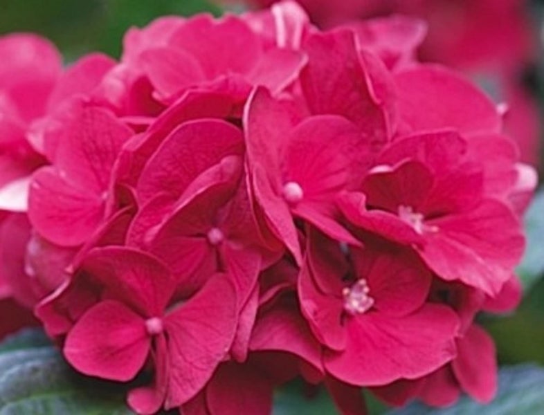 Hydrangea Merveille Sanguine aka Bloody Marvellous or Raspberry Crush Carousel 1