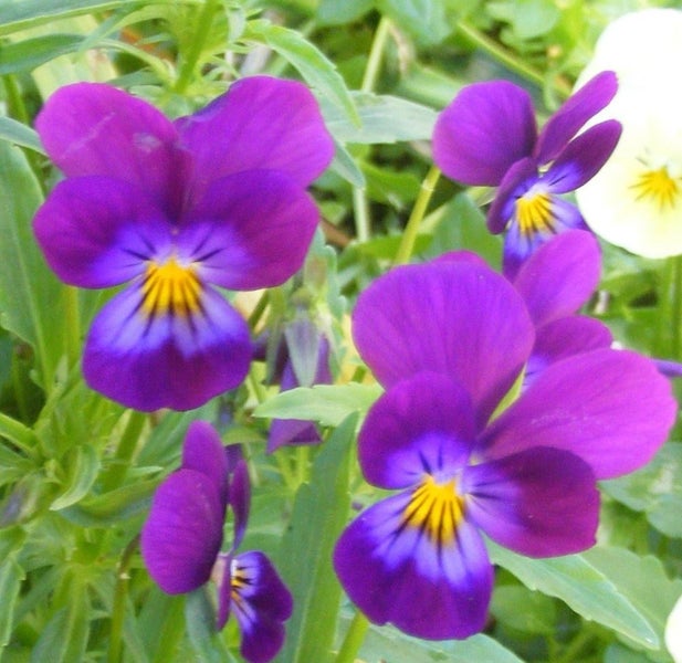Viola Braveheart purple and lilac plant Carousel 1