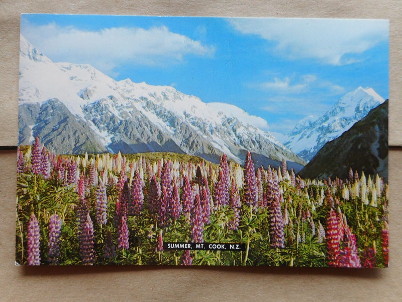 Lupins in Summer, Mount Cook National Park Postcard Carousel 1
