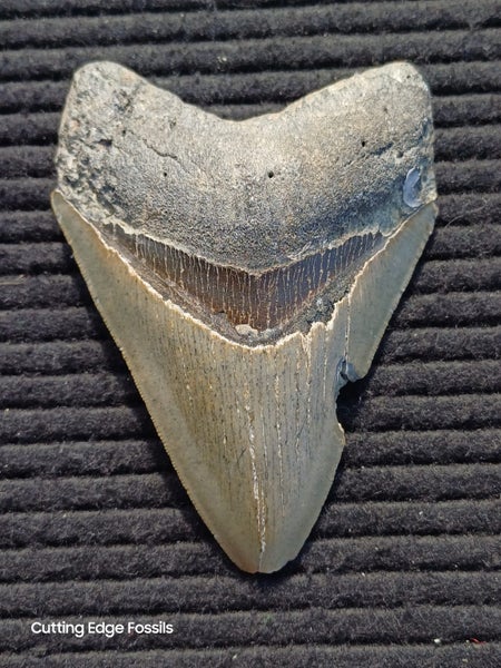 Megalodon Fossil Shark Tooth - 112.1mm / 4.4" Carousel 1