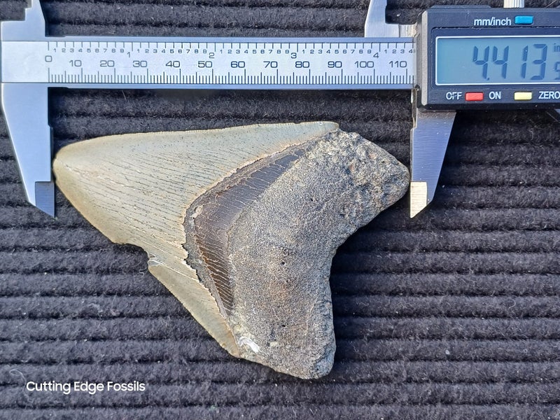 Megalodon Fossil Shark Tooth - 112.1mm / 4.4" Carousel 8