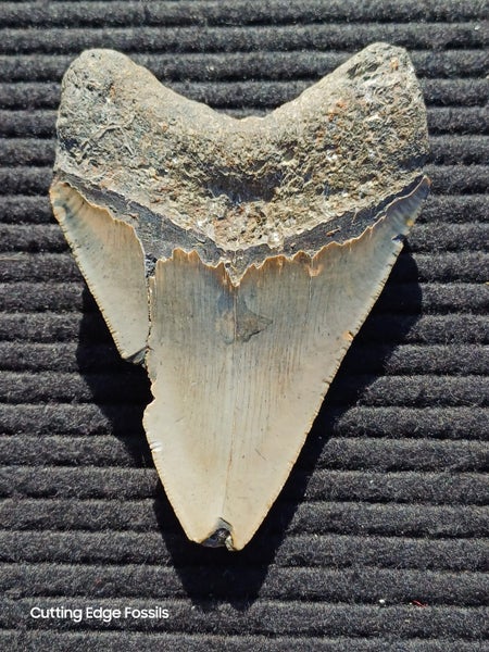 Megalodon Fossil Shark Tooth - 112.1mm / 4.4" Carousel 2