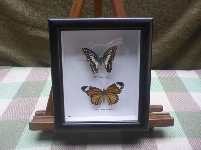 Stunning Framed Real Taxidermy Butterfly's With Name Tags x2 Entomology Insects Carousel 1