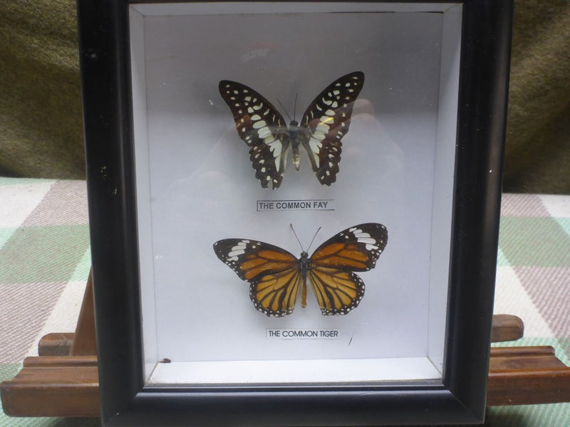 Stunning Framed Real Taxidermy Butterfly's With Name Tags x2 Entomology Insects Carousel 2