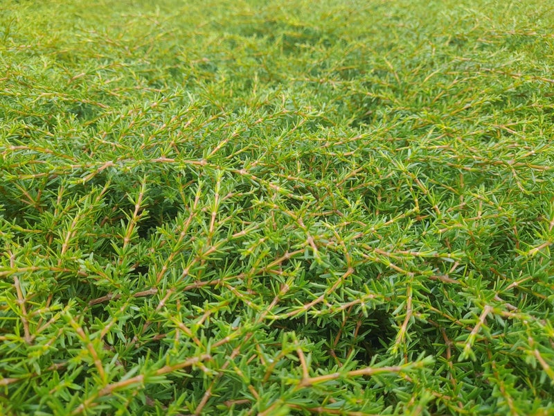 Coprosma Hawera Carousel 2