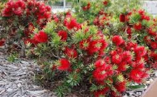 Callistemon Matthew Flinders red bottlebrush flowers small evergreen shrub Carousel 1