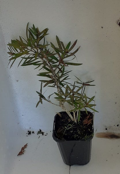 Callistemon Matthew Flinders red bottlebrush flowers small evergreen shrub Carousel 2