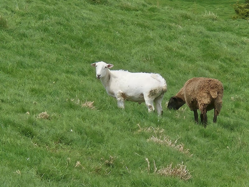 Wiltshire Wethers (self-shedding sheep) Carousel 8