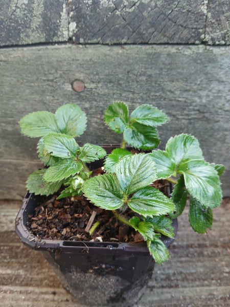 Strawberry Alpine White Plants Carousel 2