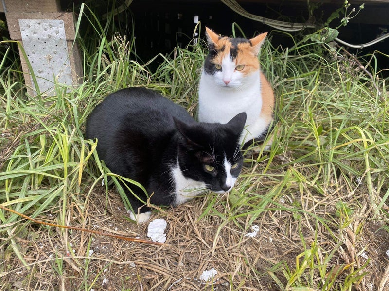 Rescue cats "Flossie" and "Tipsy" Carousel 1