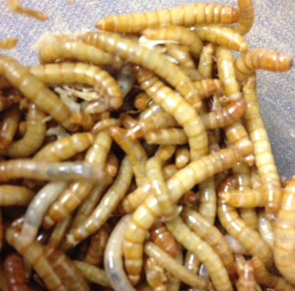 MEALWORMS 100gms LIVE Carousel 1