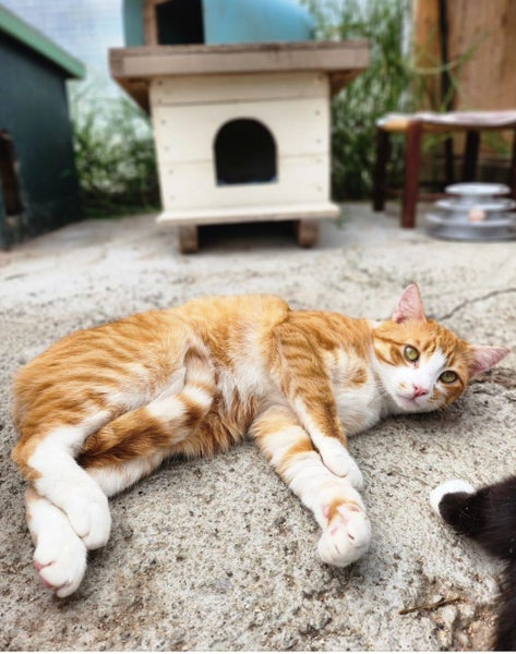 NZ Cat Foundation Rescue Cats "Felix" and "Tigger" Carousel 8