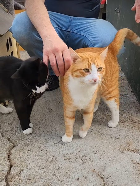 NZ Cat Foundation Rescue Cats "Felix" and "Tigger" Carousel 1