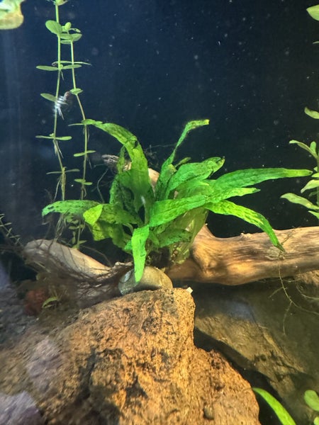 Java fern attached to rock Carousel 1