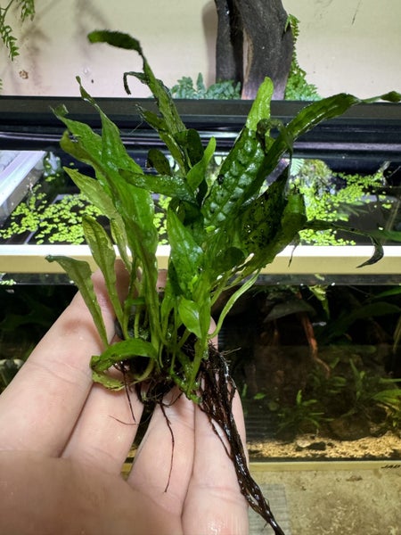 Java fern attached to rock Carousel 2