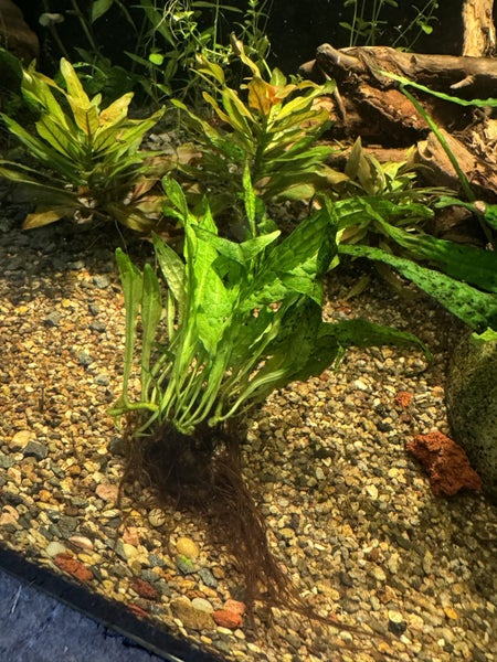 Java fern attached to rock Carousel 6