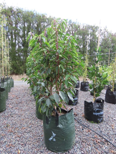 Portugese Laurel - Large grade! Carousel 1