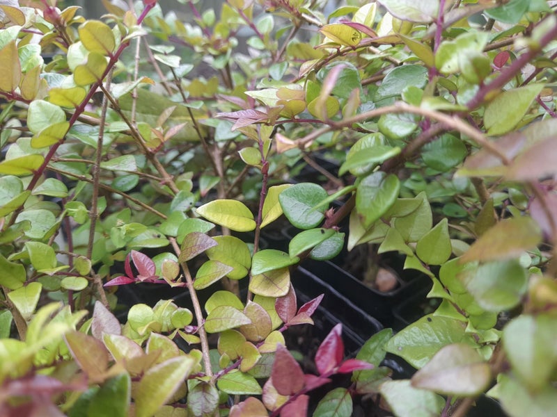 Lonicera Honey Hedge Ruby Carousel 1