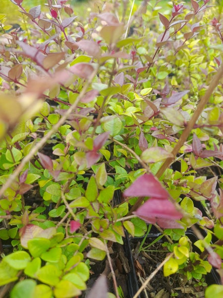 Lonicera Honey Hedge Ruby x 50 Carousel 1