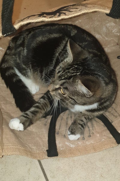 LUNA IS MISSING – $$$ REWARD OFFERED FOR HER SAFE RETURN Carousel 4