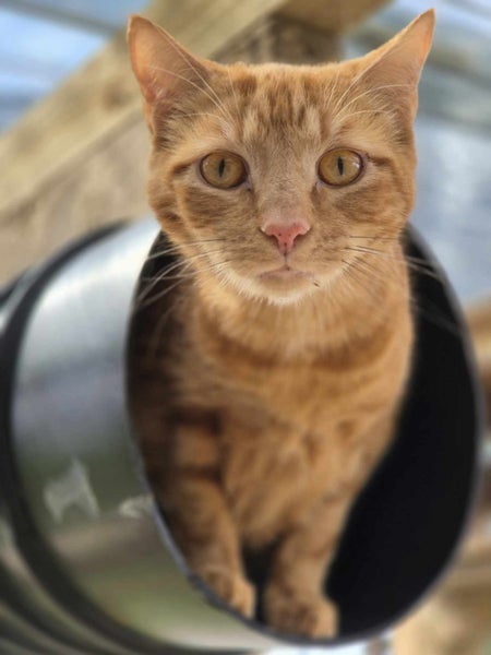 Simba - CCCR Carousel 2