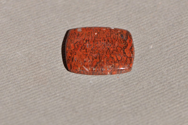 Fossil Dinosaur Bone Cabochon Carousel 1