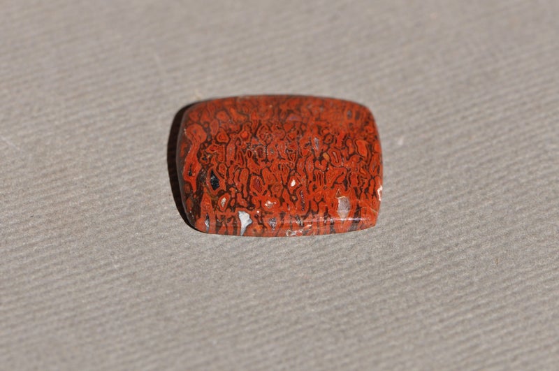 Fossil Dinosaur Bone Cabochon Carousel 2