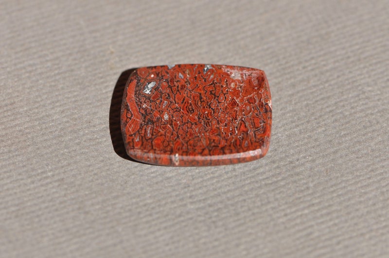 Fossil Dinosaur Bone Cabochon Carousel 3