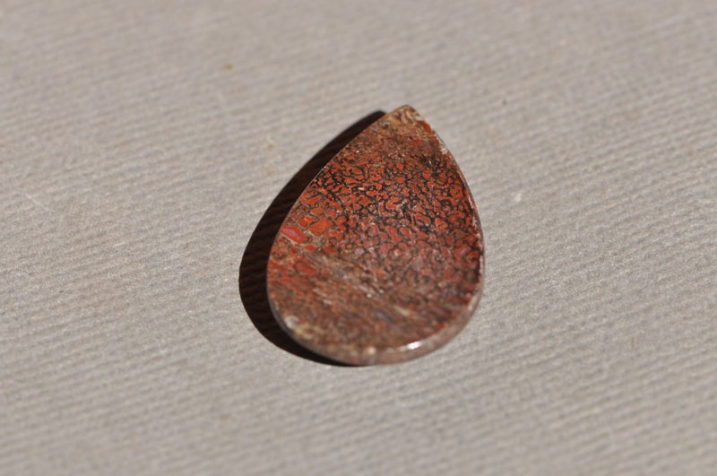 Fossil Dinosaur Bone Cabochon Carousel 2