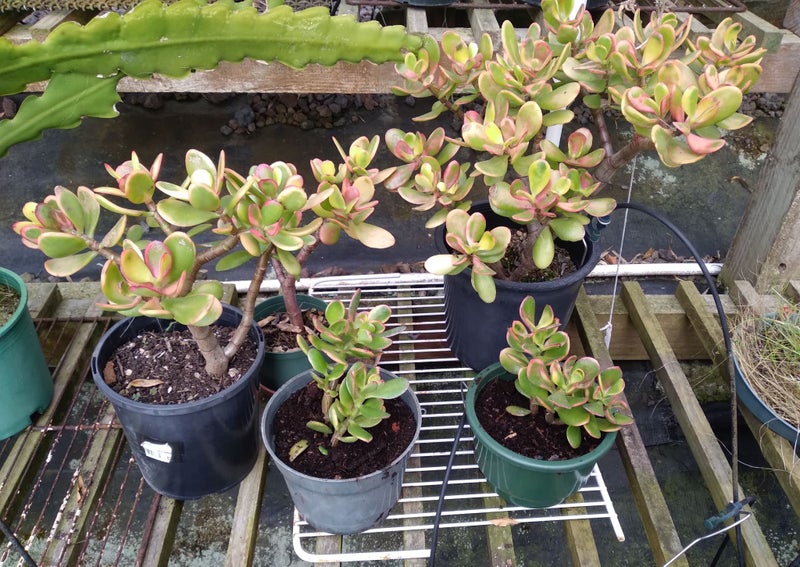Money Trees ~ Jade Plants (Crassula ovata) Carousel 1