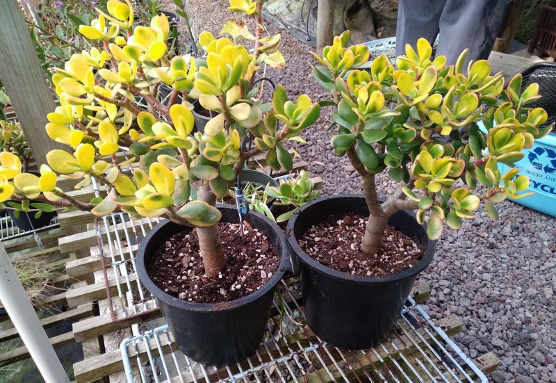 Money Tree ~ Jade Plant (Crassula ovata) Carousel 1