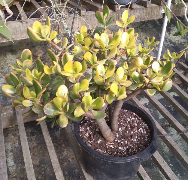 Money Tree ~ Jade Plant (Crassula ovata) Carousel 2