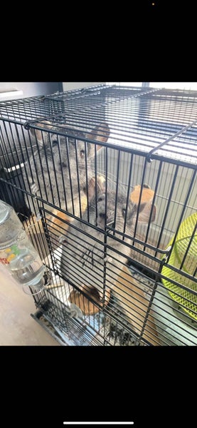 chinchilla Carousel 2