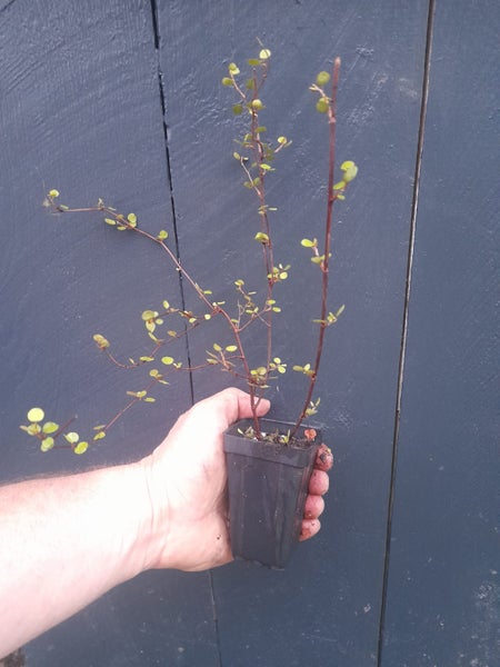 Muehlenbeckia Complexa x 1 Carousel 1